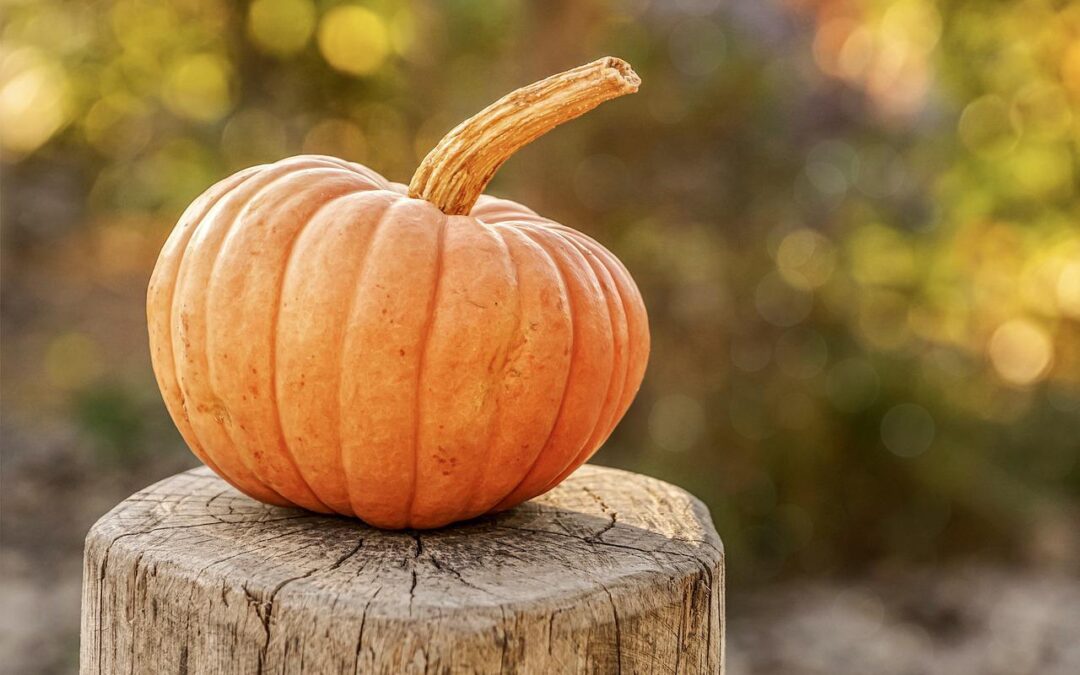 7 Things to Consider When Planning a Trip to the Pumpkin Patch